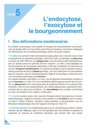 B i o l o g i e c e l l u l a i r e e n 3 0 f i c h e s
FICHE
24
5
L’endocytose,
l’exocytose et
le bourgeonnement
I Des déformations membranaires
Les cellules eucaryotiques sont capables d’échanger des macromolécules ou des parti-
cules de grande taille avec leur milieu, par le biais de structures vésiculaires impliquant
des déformations de la membrane plasmique, parfois de grande ampleur.
• L’endocytose permet l’entrée de matériel exogène grâce à des vésicules issues d’une
invagination de la membrane plasmique. Selon leur taille, on distingue la pinocytose
(vésicules de 100 à 200 nm), et la phagocytose (vésicules dont la taille atteint plusieurs
µm). Le premier processus présente diverses variantes ; en effet, il peut impliquer ou
non des protéines de structuration spécialisées, telles que la clathrine, et il met en jeu ou
non des récepteurs membranaires. Ces derniers possèdent un gros domaine extracel-
lulaire permettant de fixer un ligand spécifique ; lors de l’endocytose, ils sont entraînés
dans les vésicules, mais ils font généralement l’objet d’un recyclage, en étant renvoyés
vers la membrane plasmique par exocytose.
Les ligands absorbés sont dirigés vers une voie de digestion intracellulaire mettant en
jeu les lysosomes (cf. fiche 19), et les métabolites obtenus passent ensuite dans le cyto-
sol. La phagocytose est le seul moyen pour de nombreux Protistes de se procurer leur
nourriture ; chez les êtres multicellulaires, des cellules phagocytaires spécialisées inter-
viennent dans les processus de défense : les macrophages, par exemple, en éliminent
les virus, les bactéries ou les cellules vieillissantes.
• L’exocytose permet, grâce à des vésicules d’origine interne fusionnant avec la mem-
brane plasmique, l’apport de matériel à cette dernière et la sécrétion de divers compo-
sés dans le milieu extérieur : protéines, polysaccharides et glycoprotéines issus du
Réticulum endoplasmique et/ou de l’appareil de Golgi (cf. fiche 17).
• Le bourgeonnement est un phénomène plus rare ne concernant que certaines cellules
infectées par des virus qui, après avoir été reproduits par cette dernière, la quittent en
emportant un morceau de membrane plasmique (qui devient alors leur propre
 