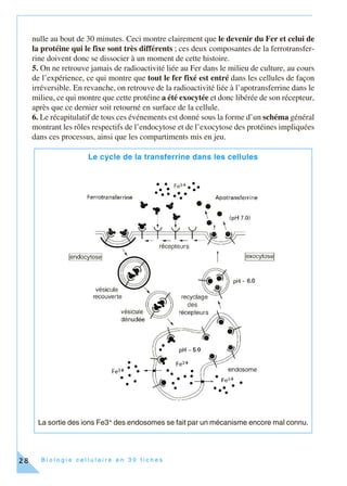 B i o l o g i e c e l l u l a i r e e n 3 0 f i c h e s28
nulle au bout de 30 minutes. Ceci montre clairement que le devenir du Fer et celui de
la protéine qui le fixe sont très différents ; ces deux composantes de la ferrotransfer-
rine doivent donc se dissocier à un moment de cette histoire.
5. On ne retrouve jamais de radioactivité liée au Fer dans le milieu de culture, au cours
de l’expérience, ce qui montre que tout le fer fixé est entré dans les cellules de façon
irréversible. En revanche, on retrouve de la radioactivité liée à l’apotransferrine dans le
milieu, ce qui montre que cette protéine a été exocytée et donc libérée de son récepteur,
après que ce dernier soit retourné en surface de la cellule.
6. Le récapitulatif de tous ces événements est donné sous la forme d’un schéma général
montrant les rôles respectifs de l’endocytose et de l’exocytose des protéines impliquées
dans ces processus, ainsi que les compartiments mis en jeu.
Le cycle de la transferrine dans les cellules
La sortie des ions Fe3+ des endosomes se fait par un mécanisme encore mal connu.
 