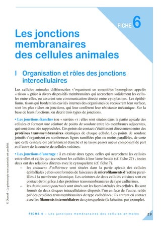 ©Dunod–Laphotocopienonautoriséeestundélit.
29F I C H E 6 – L e s j o n c t i o n s m e m b r a n a i r e s d e s c e l l u l e s a n i m a l e s
FICHE6
Les jonctions
membranaires
des cellules animales
I Organisation et rôles des jonctions
intercellulaires
Les cellules animales différenciées s’organisent en ensembles homogènes appelés
« tissus » grâce à divers dispositifs membranaires qui accrochent solidement les cellu-
les entre elles, ou assurent une communication directe entre cytoplasmes. Les épithé-
liums, tissus qui bordent les cavités internes des organismes ou recouvrent leur surface,
sont les plus riches en jonctions, qui leur confèrent leur résistance mécanique. Sur la
base de leurs fonctions, on décrit trois types de jonctions.
• Les jonctions étanches (ou « serrées ») : elles sont situées dans la partie apicale des
cellules et forment une ceinture de points de soudure entre les membranes adjacentes,
qui sont donc très rapprochées. Ces points de contact s’établissent directement entre des
protéines transmembranaires identiques de chaque cellule. Les points de soudure
jointifs s’organisent en nombreuses lignes ramifiées plus ou moins parallèles, de sorte
que cette ceinture est parfaitement étanche et ne laisse passer aucun composant de part
et d’autre de la couche de cellules voisines.
• Les jonctions d’ancrage : il en existe deux types, celles qui accrochent les cellules
entre elles et celles qui accrochent les cellules à leur lame basale (cf. fiche 27) ; toutes
deux ont des relations directes avec le cytosquelette (cf. fiche 7).
– les ceintures d’adhérence sont situées dans la partie apicale des cellules
épithéliales ; elles sont formées de faisceaux de microfilaments d’actine paral-
lèles à la membrane plasmique. Les ceintures de deux cellules voisines sont en
contact étroit grâce à des protéines transmembranaires de type cadhérines.
– les desmosomes ponctuels sont situés sur les faces latérales des cellules. Ils sont
formés de deux disques intracellulaires disposés l’un en face de l’autre, reliés
par des protéines transmembranaires de type cadhérines ; ils entrent en contact
avec les filaments intermédiaires du cytosquelette (la kératine, par exemple).
 