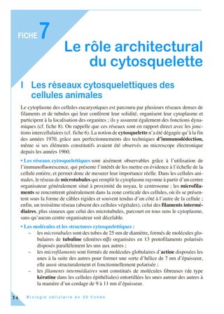 B i o l o g i e c e l l u l a i r e e n 3 0 f i c h e s
FICHE
34
7
Le rôle architectural
du cytosquelette
I Les réseaux cytosquelettiques des
cellules animales
Le cytoplasme des cellules eucaryotiques est parcouru par plusieurs réseaux denses de
filaments et de tubules qui leur confèrent leur solidité, organisent leur cytoplasme et
participent à la localisation des organites ; ils y assurent également des fonctions dyna-
miques (cf. fiche 8). On rappelle que ces réseaux sont en rapport direct avec les jonc-
tions intercellulaires (cf. fiche 6). La notion de cytosquelette n’a été dégagée qu’à la fin
des années 1970, grâce aux perfectionnements des techniques d’immunodédection,
même si ses éléments constitutifs avaient été observés au microscope électronique
depuis les années 1960.
• Les réseaux cytosquelettiques sont aisément observables grâce à l’utilisation de
l’immunofluorescence, qui présente l’intérêt de les mettre en évidence à l’échelle de la
cellule entière, et permet donc de mesurer leur importance réelle. Dans les cellules ani-
males, le réseau de microtubules qui remplit le cytoplasme rayonne à partir d’un centre
organisateur généralement situé à proximité du noyau, le centrosome ; les microfila-
ments se rencontrent généralement dans la zone corticale des cellules, où ils se présen-
tent sous la forme de câbles rigides et souvent tendus d’un côté à l’autre de la cellule ;
enfin, un troisième réseau (absent des cellules végétales), celui des filaments intermé-
diaires, plus sinueux que celui des microtubules, parcourt en tous sens le cytoplasme,
sans qu’aucun centre organisateur soit décelable.
• Les molécules et les structures cytosquelettiques :
– les microtubules sont des tubes de 25 nm de diamètre, formés de molécules glo-
bulaires de tubuline (dimères αβ) organisées en 13 protofilaments polarisés
disposés parallèlement les uns aux autres ;
– les microfilaments sont formés de molécules globulaires d’actine disposées les
unes à la suite des autres pour former une sorte d’hélice de 7 nm d’épaisseur,
elle aussi structuralement et fonctionnellement polarisée ;
– les filaments intermédiaires sont constitués de molécules fibreuses (de type
kératine dans les cellules épithéliales) entortillées les unes autour des autres à
la manière d’un cordage de 9 à 11 nm d’épaisseur.
 
