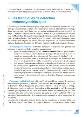 ©Dunod–Laphotocopienonautoriséeestundélit.
F I C H E 7 – L e r ô l e a r c h i t e c t u r a l d u c y t o s q u e l e t t e
7
35
Les propriétés de ces trois types de filaments sont très différentes, les deux premiers
étant particulièrement dynamiques alors que le dernier est au contraire très stable.
II Les techniques de détection
immunocytochimiques
Ces techniques de détection cytologique de protéines individuelles (et donc des struc-
tures qui les contiennent) sont un outil d’analyse très puissant. Elles utilisent le principe
d’une reconnaissance spécifique entre un anticorps et la protéine contre laquelle il est
dirigé : l’antigène ; on parle alors de complexe immun. L’injection répétée de l’antigène
chez un Mammifère (lapin, chèvre) provoque la fabrication, dans le sérum de ce dernier
(grâce à ses lymphocytes B) d’un mélange d’immunoglobulines spécifiques de chacun
des épitopes de l’antigène. On parle d’anticorps polyclonaux car ce sérum contient un
mélange d’anticorps fabriqués par différents lymphocytes B, après sélection clonale.
• Le marquage des anticorps : différentes molécules (marqueurs) sont greffées aux
anticorps, ce qui permet de les visualiser au microscope :
– quand ils sont marqués grâce à des colorants fluorescents tels que la fluores-
céine ou la rhodamine (fluorochromes), il est possible de visualiser in situ les
complexes immuns grâce à un microscope à fluorescence (cf. fiches 7 et 8) ;
– lorsque de minuscules billes d’or colloïdal de quelques nm de diamètre (très
opaques aux électrons) leur sont fixées, on utilise le microscope électronique ;
– si on leur greffe des enzymes telles que la phosphatase alcaline, on peut obtenir
des sensibilités de réponse très élevées. En effet, lorsque celle-ci est mise en
présence d’un substrat approprié, elle produit du phosphate inorganique qui est
visualisé à travers une réaction colorée. L’accumulation des produits de réac-
tion étant proportionnelle au temps d’incubation, des quantités infimes de com-
plexe immun et de protéine cible peuvent donc être détectées au microscope
photonique.
• L’immunocytochimie indirecte : bien qu’il soit possible de marquer les anticorps
directement dirigés contre la protéine cible, nommés anticorps primaires (AC I), les
performances de la technique sont grandement améliorées lorsqu’on utilise le principe
de l’immunocytochimie indirecte. Des anticorps dits secondaires (AC II) reconnais-
sant très spécifiquement les AC I sont alors mis en œuvre ; ils sont fabriqués, de façon
classique, chez une autre espèce d’animal que celle qui a servi à obtenir l’AC I, par
injection d’immunoglobulines de ce dernier (qui se comportent à leur tour comme des
antigènes).
Le protocole de détection consiste donc à mettre en présence la protéine-cible avec
l’AC I non marqué, pour former le complexe immun, ce dernier étant ensuite mis en
 