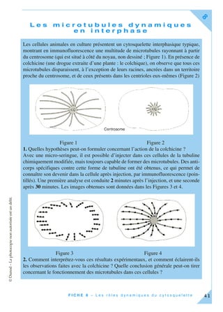 ©Dunod–Laphotocopienonautoriséeestundélit.
F I C H E 8 – L e s r ô l e s d y n a m i q u e s d u c y t o s q u e l e t t e
8
41
L e s m i c r o t u b u l e s d y n a m i q u e s
e n i n t e r p h a s e
Les cellules animales en culture présentent un cytosquelette interphasique typique,
montrant en immunofluorescence une multitude de microtubules rayonnant à partir
du centrosome (qui est situé à côté du noyau, non dessiné ; Figure 1). En présence de
colchicine (une drogue extraite d’une plante : le colchique), on observe que tous ces
microtubules disparaissent, à l’exception de leurs racines, ancrées dans un territoire
proche du centrosome, et de ceux présents dans les centrioles eux-mêmes (Figure 2)
Figure 1 Figure 2
1. Quelles hypothèses peut-on formuler concernant l’action de la colchicine ?
Avec une micro-seringue, il est possible d’injecter dans ces cellules de la tubuline
chimiquement modifiée, mais toujours capable de former des microtubules. Des anti-
corps spécifiques contre cette forme de tubuline ont été obtenus, ce qui permet de
connaître son devenir dans la cellule après injection, par immunofluorescence (poin-
tillés). Une première analyse est conduite 2 minutes après l’injection, et une seconde
après 30 minutes. Les images obtenues sont données dans les Figures 3 et 4.
Figure 3 Figure 4
2. Comment interprétez-vous ces résultats expérimentaux, et comment éclairent-ils
les observations faites avec la colchicine ? Quelle conclusion générale peut-on tirer
concernant le fonctionnement des microtubules dans ces cellules ?
 