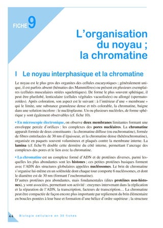 B i o l o g i e c e l l u l a i r e e n 3 0 f i c h e s
FICHE
44
9
L’organisation
du noyau ;
la chromatine
I Le noyau interphasique et la chromatine
Le noyau est le plus gros des organites des cellules eucaryotiques ; généralement uni-
que, il est parfois absent (hématies des Mammifères) ou présent en plusieurs exemplai-
res (cellules musculaires striées squelettiques). De forme le plus souvent sphérique, il
peut être plurilobé, lenticulaire (cellules végétales vacuolisées) ou allongé (spermato-
zoïdes). Après coloration, son aspect est le suivant : à l’intérieur d’une « membrane »
qui le limite, une substance granuleuse dense et très colorable, la chromatine, baigne
dans une solution incolore : le nucléoplasme. Un ou plusieurs nucléoles, de forme sphé-
rique y sont également observables (cf. fiche 10).
• En microscopie électronique, on observe deux membranes limitantes formant une
enveloppe percée d’orifices : les complexes des pores nucléaires. La chromatine
apparaît formée de deux constituants : la chromatine diffuse (ou euchromatine), formée
de fibres entrelacées de 30 nm d’épaisseur, et la chromatine dense (hétérochromatine),
organisée en paquets souvent volumineux et plaqués contre la membrane interne. La
lamina (cf. fiche 9) double cette dernière du côté interne, permettant l’ancrage des
complexes des pores et le lien avec la chromatine.
• La chromatine est un complexe formé d’ADN et de protéines diverses, parmi les-
quelles les plus abondantes sont les histones ; ces petites protéines basiques forment
avec l’ADN des structures globulaires appelées nucléosomes. Le brin de chromatine
s’organise lui-même en un solénoïde dont chaque tour comporte 6 nucléosomes, et dont
le diamètre est de 30 nm (formant l’euchromatine).
D’autres protéines peu abondantes, mais fondamentales (dites protéines non-histo-
nes), y sont associées, permettant son activité : enzymes intervenant dans la réplication
et la réparation de l’ADN, la transcription, facteurs de transcription… La chromatine
peut être compactée de façon encore plus importante par repliement du brin élémentaire
en boucles pontées à leur base et formation d’une hélice d’ordre supérieur ; la structure
 