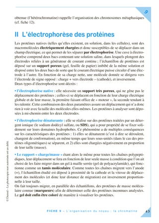 ©Dunod–Laphotocopienonautoriséeestundélit.
F I C H E 9 – L ’ o r g a n i s a t i o n d u n o y a u ; l a c h r o m a t i n e
9
45
obtenue (l’hétérochromatine) rappelle l’organisation des chromosomes métaphasiques
(cf. fiche 12).
II L’électrophorèse des protéines
Les protéines natives (telles qu’elles existent, en solution, dans les cellules), sont des
macromolécules électriquement chargées et donc susceptibles de se déplacer dans un
champ électrique, ce qui permet de les séparer par électrophorèse. Une cuve à électro-
phorèse comprend deux bacs contenant une solution saline, dans lesquels plongent des
électrodes reliées à un générateur de courant continu ; l’échantillon de protéines est
déposé sur un support poreux (gel, feuille de papier) imbibé de la même solution et
disposé entre les deux bacs de sorte que le courant électrique puisse circuler d’une élec-
trode à l’autre. En fonction de sa charge nette, une molécule donnée se dirigera vers
l’électrode de signe opposé : charge + vers électrode – (cathode), et inversement.
Deux types d’électrophorèse sont décrits :
• l’électrophorèse native : elle nécessite un support très poreux, qui ne gêne pas le
déplacement des protéines ; celles-ci se déplacent en fonction de leur charge électrique
globale et de leur masse, la première faisant office de « moteur », la seconde tendant à
les ralentir. Cette combinaison des deux paramètres assure un déplacement qui n’a donc
rien à voir avec la taille des molécules elles-mêmes. Les protéines à analyser sont dépo-
sées à mi-chemin entre les deux électrodes.
• l’électrophorèse dénaturante : elle se réalise sur des protéines traitées par un déter-
gent ionique (le sodium dodécyl sulfate, ou SDS), qui a pour propriété de se fixer soli-
dement sur leurs domaines hydrophobes. Ce phénomène a de multiples conséquences
sur les caractéristiques des protéines : 1) elles se dénaturent (c’est à dire se déroulent,
changent de conformation), en même temps que leurs sous-unités (dans le cas des pro-
téines oligomériques) se séparent, et 2) elles sont chargées négativement en proportion
de leur taille (masse).
• Le rapport « charge/masse » étant alors le même pour toutes les chaînes polypepti-
diques, leur déplacement se fera en fonction de leur seule masse à condition que l’on ait
choisi de les faire migrer dans un gel à maille serrée (gel de polyacrylamide), qui fonc-
tionne comme un tamis moléculaire. Comme toutes les chaînes migrent vers l’anode
(+), l’échantillon étudié est déposé à proximité de la cathode et la vitesse de déplace-
ment des molécules (et donc leur distance de migration) est inversement proportion-
nelle à leur taille.
On fait toujours migrer, en parallèle des échantillons, des protéines de masse molécu-
laire connue (marqueurs) afin de déterminer celle des protéines inconnues analysées.
Le gel doit enfin être coloré de manière à visualiser les protéines.
 