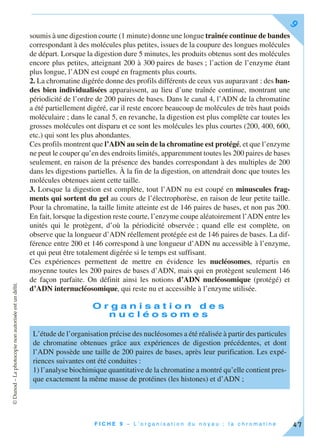 ©Dunod–Laphotocopienonautoriséeestundélit.
F I C H E 9 – L ’ o r g a n i s a t i o n d u n o y a u ; l a c h r o m a t i n e
9
47
soumis à une digestion courte (1 minute) donne une longue traînée continue de bandes
correspondant à des molécules plus petites, issues de la coupure des longues molécules
de départ. Lorsque la digestion dure 5 minutes, les produits obtenus sont des molécules
encore plus petites, atteignant 200 à 300 paires de bases ; l’action de l’enzyme étant
plus longue, l’ADN est coupé en fragments plus courts.
2. La chromatine digérée donne des profils différents de ceux vus auparavant : des ban-
des bien individualisées apparaissent, au lieu d’une traînée continue, montrant une
périodicité de l’ordre de 200 paires de bases. Dans le canal 4, l’ADN de la chromatine
a été partiellement digéré, car il reste encore beaucoup de molécules de très haut poids
moléculaire ; dans le canal 5, en revanche, la digestion est plus complète car toutes les
grosses molécules ont disparu et ce sont les molécules les plus courtes (200, 400, 600,
etc.) qui sont les plus abondantes.
Ces profils montrent que l’ADN au sein de la chromatine est protégé, et que l’enzyme
ne peut le couper qu’en des endroits limités, apparemment toutes les 200 paires de bases
seulement, en raison de la présence des bandes correspondant à des multiples de 200
dans les digestions partielles. À la fin de la digestion, on attendrait donc que toutes les
molécules obtenues aient cette taille.
3. Lorsque la digestion est complète, tout l’ADN nu est coupé en minuscules frag-
ments qui sortent du gel au cours de l’électrophorèse, en raison de leur petite taille.
Pour la chromatine, la taille limite atteinte est de 146 paires de bases, et non pas 200.
En fait, lorsque la digestion reste courte, l’enzyme coupe aléatoirement l’ADN entre les
unités qui le protègent, d’où la périodicité observée ; quand elle est complète, on
observe que la longueur d’ADN réellement protégée est de 146 paires de bases. La dif-
férence entre 200 et 146 correspond à une longueur d’ADN nu accessible à l’enzyme,
et qui peut être totalement digérée si le temps est suffisant.
Ces expériences permettent de mettre en évidence les nucléosomes, répartis en
moyenne toutes les 200 paires de bases d’ADN, mais qui en protègent seulement 146
de façon parfaite. On définit ainsi les notions d’ADN nucléosomique (protégé) et
d’ADN internucléosomique, qui reste nu et accessible à l’enzyme utilisée.
O r g a n i s a t i o n d e s
n u c l é o s o m e s
L’étude de l’organisation précise des nucléosomes a été réalisée à partir des particules
de chromatine obtenues grâce aux expériences de digestion précédentes, et dont
l’ADN possède une taille de 200 paires de bases, après leur purification. Les expé-
riences suivantes ont été conduites :
1) l’analyse biochimique quantitative de la chromatine a montré qu’elle contient pres-
que exactement la même masse de protéines (les histones) et d’ADN ;
 