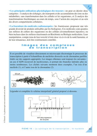 ©Dunod–Laphotocopienonautoriséeestundélit.
F I C H E 1 0 – L a c y t o l o g i e d e l a t r a n s c r i p t i o n ; l e n u c l é o l e
10
51
• Les principales utilisations physiologiques des traceurs : on peut en décrire deux
catégories : 1) analyse des échanges, des transports et des accumulations des ions ou des
métabolites, sans transformation dans les cellules et les organismes, et 2) analyse des
transformations biochimiques au cours du temps, sous l’action des enzymes et au sein
des divers compartiments cellulaires.
• La fourniture des molécules radiomarquées : les fournisseurs proposent une très
grande diversité de produits utilisables par les biologistes. Ces molécules sont ajoutées
aux milieux de culture des organismes ou des cellules (éventuellement injectées), ou
bien incluses dans les milieux réactionnels en Biochimie ou Biologie moléculaire. Leur
manipulation, compte tenu de leur toxicité à forte dose vis-à-vis de la santé humaine, et
de leur rémanence, doit être extrêmement contrôlée.
I m a g e s d e s c o m p l e x e s
d e t r a n s c r i p t i o n
Il est possible de visualiser directement en microscopie électronique le processus de
transcription à partir d’échantillons de nucléoles dissociés ou de chromatine purifiée
étalés sur des supports appropriés. Les images obtenues sont toujours les suivantes :
un axe d’ADN recouvert de nucléosomes, et portant des branches latérales plus ou
moins nombreuses. Les clichés suivants montrent deux exemples, l’un issu d’un
nucléole (1), et l’autre issu de la chromatine (2).
Légender et compléter le schéma interprétatif général proposé ci-dessous.
 