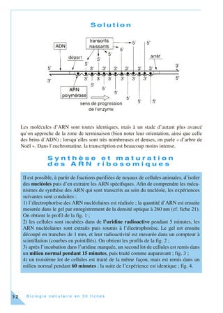 B i o l o g i e c e l l u l a i r e e n 3 0 f i c h e s52
S o l u t i o n
Les molécules d’ARN sont toutes identiques, mais à un stade d’autant plus avancé
qu’on approche de la zone de terminaison (bien noter leur orientation, ainsi que celle
des brins d’ADN) ; lorsqu’elles sont très nombreuses et denses, on parle « d’arbre de
Noël ». Dans l’euchromatine, la transcription est beaucoup moins intense.
S y n t h è s e e t m a t u r a t i o n
d e s A R N r i b o s o m i q u e s
Il est possible, à partir de fractions purifiées de noyaux de cellules animales, d’isoler
des nucléoles puis d’en extraire les ARN spécifiques. Afin de comprendre les méca-
nismes de synthèse des ARN qui sont transcrits au sein du nucléole, les expériences
suivantes sont conduites :
1) l’électrophorèse des ARN nucléolaires est réalisée ; la quantité d’ARN est ensuite
mesurée dans le gel par enregistrement de la densité optique à 260 nm (cf. fiche 21).
On obtient le profil de la fig. 1 ;
2) les cellules sont incubées dans de l’uridine radioactive pendant 5 minutes, les
ARN nucléolaires sont extraits puis soumis à l’électrophorèse. Le gel est ensuite
découpé en tranches de 1 mm, et leur radioactivité est mesurée dans un compteur à
scintillation (courbes en pointillés). On obtient les profils de la fig. 2 ;
3) après l’incubation dans l’uridine marquée, un second lot de cellules est remis dans
un milieu normal pendant 15 minutes, puis traité comme auparavant ; fig. 3 ;
4) un troisième lot de cellules est traité de la même façon, mais est remis dans un
milieu normal pendant 60 minutes ; la suite de l’expérience est identique ; fig. 4.
 