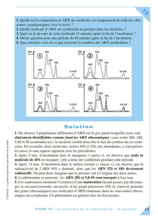 ©Dunod–Laphotocopienonautoriséeestundélit.
F I C H E 1 0 – L a c y t o l o g i e d e l a t r a n s c r i p t i o n ; l e n u c l é o l e
10
53
S o l u t i o n
1. On observe 5 populations différentes d’ARN sur le gel, parmi lesquelles trois sont
clairement identifiables comme étant les ARN ribosomiques : ceux notés 28S, 18S,
5,8S et 5S (confondus ici) ; le nucléole semble donc être le lieu de synthèse de ces molé-
cules. En revanche, deux molécules, notées 45S et 32S, très abondantes, y sont présen-
tes aussi, et sans rapport apparent avec les précédentes.
2. Après 5 min. d’incubation dans le marqueur (« pulse »), on observe que seule la
molécule de 45S est marquée ; elle a donc été synthétisée pendant cette période.
3. Après 15 min. d’incubation dans le milieu normal (« chasse »), on observe que la
radioactivité de l’ARN 45S a diminué, alors que les ARN 32S et 18S deviennent
radioactifs. On peut donc imaginer que le premier soit à l’origine des deux autres.
4. Le phénomène se poursuit ; les ARN 28S et 5,8-5S sont marqués à leur tour.
5. Ces expériences montrent l’existence d’une maturation faisant passer, par découpa-
ges et raccourcissements successifs, d’un grand précurseur 45S (le transcrit primaire
des gènes ribosomiques) aux molécules d’ARN contenues dans les sous-unités riboso-
miques du cytoplasme. Ce phénomène est général chez les Eucaryotes.
1. Quelle est la composition en ARN des nucléoles, en comparaison de celle des ribo-
somes cytoplasmiques (voir le texte) ?
2. Quelle molécule d’ARN est synthétisée en premier dans les nucléoles ?
3. Quel est le devenir de cette molécule 15 minutes après la fin de l’incubation ?
4. Même question pour une période de 60 minutes après la fin de l’incubation.
5. Que concluez-vous en ce qui concerne la synthèse des ARN nucléolaires ?
 