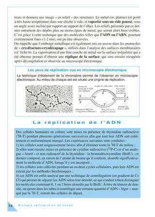 B i o l o g i e c e l l u l a i r e e n 3 0 f i c h e s56
trons et donnera une image « en relief » des structures. Le métal (or, platine) est porté
à très haute température dans une cloche à vide, et vaporisé sous un vide poussé, sous
un angle assez incliné par rapport au support de l’objet. Les reliefs présentés par ce der-
nier entraînent des dépôts plus ou moins épais de métal, qui seront alors bien visibles.
C’est grâce à cette technique que des molécules telles que l’ADN ou l’ARN, pourtant
extrêmement fines (1-2 nm), ont pu être observées.
On rappelle que l’ombrage métallique est également mis en œuvre dans les protocoles
de « cryofracture-cryodécapage », utilisés dans l’analyse des surfaces membranaires
(cf. fiche 6). La vaporisation d’une fine couche de métal sur la surface irrégulière qui a
été obtenue permet d’obtenir une réplique de la surface, qui sera ensuite récupérée
après décongélation et observée au microscope électronique.
L a r é p l i c a t i o n d e l ’ A D N
Les yeux de réplication vus en microscopie électronique
La technique d’étalement de la chromatine permet de l’observer en microscopie
électronique. Au milieu de chaque œil est située une origine de réplication.
Des cellules humaines en culture sont mises en présence de thymidine radioactive
(3H-T) pendant plusieurs générations successives afin que tout leur ADN soit entiè-
rement et uniformément marqué. Les expériences suivantes sont conduites :
1) les cellules sont soigneusement lavées afin d’éliminer toute la 3H-T du milieu ;
2) elles sont ensuite mises en présence de cytidine radioactive (32P-C) et d’un analo-
gue « lourd » et non radioactif de la thymidine : la bromodésoxyuridine (BrdU) ; ce
dernier composé, en raison de l’atome de brome qu’il contient, alourdit significative-
ment la molécule d’ADN, lorsqu’il y est incorporé ;
3) les cellules sont cultivées pendant un ou deux cycles cellulaires, puis leur ADN est
extrait par les méthodes biochimiques ;
4) cet ADN est enfin analysé par une technique de centrifugation (en gradient de Cs
Cl) qui permet de séparer les ADN selon leur densité, ce qui conduit à bien distinguer
les molécules contenant 0, 1 ou 2 brins alourdis par le BrdU. À titre de témoin de den-
sité, on ajoute dans les tubes à centrifuger une certaine quantité d’ADN « léger » mar-
qué par la 3H-T, extrait des cellules de départ.
 