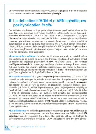 B i o l o g i e c e l l u l a i r e e n 3 0 f i c h e s60
de chromosomes homologues (crossing-over), lors de la prophase 1. Le résultat global
de ces événements constitue la recombinaison génétique.
II La détection d’ADN et d’ARN spécifiques
par hybridation in situ
Ces méthodes sont basées sur la propriété bien connue que possèdent les acides nucléi-
ques de pouvoir constituer des hybrides double-brin stables, sur la base de la complé-
mentarité des bases G et C, et A et T (ou U pour l’ARN). La molécule d’ADN, après
dénaturation (séparation des deux brins) par la chaleur, par exemple, est capable de se
renaturer (reconstituer sa structure en double brin) dans certaines conditions
expérimentales ; il en est de même pour un simple brin d’ADN et un brin complémen-
taire d’ARN, ou bien deux brins complémentaires d’ARN. On parle « d’hybridation »
entre brins complémentaires initialement séparés, lorsque ceux-ci sont expérimentale-
ment mis en présence et se réapparient.
• Le principe de la méthode : de même que l’immunocytochimie permet de localiser
des protéines sur un support ou au sein des structures cellulaires, l’hybridation permet
de repérer des séquences particulières d’ADN ou d’ARN, grâce à des « sondes
nucléiques » simple-brin connues, qui sont l’équivalent des anticorps. La détection se
fait aussi bien sur des structures cellulaires présentes dans des coupes ou des écrase-
ments de cellules, en Biologie Cellulaire que sur des « filtres » résultant du transfert des
gels d’électrophorèse, en Biologie Moléculaire (cf. fiche 23).
• Les sondes nucléiques : il s’agit de fragments purifiés et connus d’ARN ou d’ADN
marqués de telle sorte que les hybrides formés avec leur cible présente sur le support
puissent être aisément repérables au microscope optique ou électronique. Le marquage
des sondes est fait in vitro au moyen de précurseurs radioactifs (sondes radio-
marquées ; cf. fiche 10) ou bien de précurseurs auxquels des groupements antigéniques
(sondes froides) ou des fluorochromes ont été greffés chimiquement (cf. fiche 8). Selon
le type de marquage réalisé, les hybrides sont détectés par autoradiographie
(cf. fiche 16), par immunodétection ou même par fluorescence. Lorsque des cellules
sont observées (coupes ou écrasements) et que des structures contenant les acides
nucléiques sont recherchées, on parle « d’hybridation in situ ». La technique récente,
et très puissante, qui utilise la fluorescence est nommée en anglais : FISH (fluorescence
in situ hybridization).
• Les utilisations : ces méthodes permettent de localiser des gènes particuliers sur les
chromosomes (normaux ou géants ; voir plus loin), ou de mettre en évidence des ARN
spécifiques dans le cytoplasme des cellules. Elles sont très utilisées en Biologie du
Développement. Lorsque des molécules d’ADN sont détectées sur filtre, après électro-
 