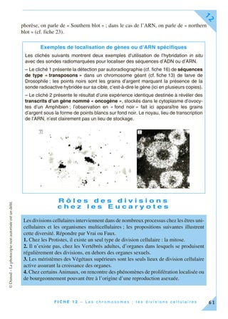 ©Dunod–Laphotocopienonautoriséeestundélit.
F I C H E 1 2 – L e s c h r o m o s o m e s ; l e s d i v i s i o n s c e l l u l a i r e s
12
61
phorèse, on parle de « Southern blot » ; dans le cas de l’ARN, on parle de « northern
blot » (cf. fiche 23).
R ô l e s d e s d i v i s i o n s
c h e z l e s E u c a r y o t e s
Exemples de localisation de gènes ou d’ARN spécifiques
Les clichés suivants montrent deux exemples d’utilisation de l’hybridation in situ
avec des sondes radiomarquées pour localiser des séquences d’ADN ou d’ARN.
– Le cliché 1 présente la détection par autoradiographie (cf. fiche 16) de séquences
de type « transposons » dans un chromosome géant (cf. fiche 13) de larve de
Drosophile ; les points noirs sont les grains d’argent marquant la présence de la
sonde radioactive hybridée sur sa cible, c’est-à-dire le gène (ici en plusieurs copies).
– Le cliché 2 présente le résultat d’une expérience identique destinée à révéler des
transcrits d’un gène nommé « oncogène », stockés dans le cytoplasme d’ovocy-
tes d’un Amphibien ; l’observation en « fond noir » fait ici apparaître les grains
d’argent sous la forme de points blancs sur fond noir. Le noyau, lieu de transcription
de l’ARN, n’est clairement pas un lieu de stockage.
Les divisions cellulaires interviennent dans de nombreux processus chez les êtres uni-
cellulaires et les organismes multicellulaires ; les propositions suivantes illustrent
cette diversité. Répondre par Vrai ou Faux.
1. Chez les Protistes, il existe un seul type de division cellulaire : la mitose.
2. Il n’existe pas, chez les Vertébrés adultes, d’organes dans lesquels se produisent
régulièrement des divisions, en dehors des organes sexuels.
3. Les méristèmes des Végétaux supérieurs sont les seuls lieux de division cellulaire
active assurant la croissance des organes.
4. Chez certains Animaux, on rencontre des phénomènes de prolifération localisée ou
de bourgeonnement pouvant être à l’origine d’une reproduction asexuée.
 