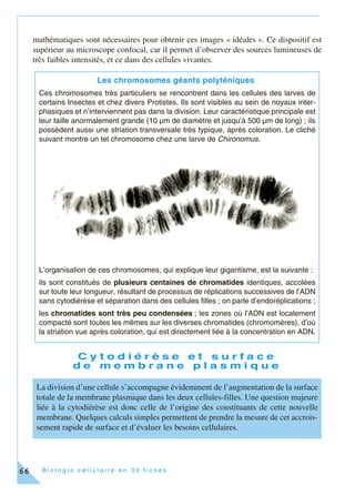 B i o l o g i e c e l l u l a i r e e n 3 0 f i c h e s66
mathématiques sont nécessaires pour obtenir ces images « idéales ». Ce dispositif est
supérieur au microscope confocal, car il permet d’observer des sources lumineuses de
très faibles intensités, et ce dans des cellules vivantes.
C y t o d i é r è s e e t s u r f a c e
d e m e m b r a n e p l a s m i q u e
Les chromosomes géants polyténiques
Ces chromosomes très particuliers se rencontrent dans les cellules des larves de
certains Insectes et chez divers Protistes. Ils sont visibles au sein de noyaux inter-
phasiques et n’interviennent pas dans la division. Leur caractéristique principale est
leur taille anormalement grande (10 µm de diamètre et jusqu’à 500 µm de long) ; ils
possèdent aussi une striation transversale très typique, après coloration. Le cliché
suivant montre un tel chromosome chez une larve de Chironomus.
L’organisation de ces chromosomes, qui explique leur gigantisme, est la suivante :
ils sont constitués de plusieurs centaines de chromatides identiques, accolées
sur toute leur longueur, résultant de processus de réplications successives de l’ADN
sans cytodiérèse et séparation dans des cellules filles ; on parle d’endoréplications ;
les chromatides sont très peu condensées ; les zones où l’ADN est localement
compacté sont toutes les mêmes sur les diverses chromatides (chromomères), d’où
la striation vue après coloration, qui est directement liée à la concentration en ADN.
La division d’une cellule s’accompagne évidemment de l’augmentation de la surface
totale de la membrane plasmique dans les deux cellules-filles. Une question majeure
liée à la cytodiérèse est donc celle de l’origine des constituants de cette nouvelle
membrane. Quelques calculs simples permettent de prendre la mesure de cet accrois-
sement rapide de surface et d’évaluer les besoins cellulaires.
 