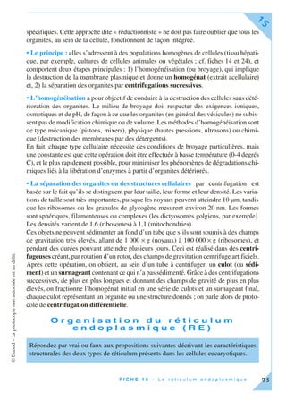 ©Dunod–Laphotocopienonautoriséeestundélit.
F I C H E 1 5 – L e r é t i c u l u m e n d o p l a s m i q u e
15
75
spécifiques. Cette approche dite « réductionniste » ne doit pas faire oublier que tous les
organites, au sein de la cellule, fonctionnent de façon intégrée.
• Le principe : elles s’adressent à des populations homogènes de cellules (tissu hépati-
que, par exemple, cultures de cellules animales ou végétales ; cf. fiches 14 et 24), et
comportent deux étapes principales : 1) l’homogénéisation (ou broyage), qui implique
la destruction de la membrane plasmique et donne un homogénat (extrait acellulaire)
et, 2) la séparation des organites par centrifugations successives.
• L’homogénéisation a pour objectif de conduire à la destruction des cellules sans dété-
rioration des organites. Le milieu de broyage doit respecter des exigences ioniques,
osmotiques et de pH, de façon à ce que les organites (en général des vésicules) ne subis-
sent pas de modification chimique ou de volume. Les méthodes d’homogénéisation sont
de type mécanique (pistons, mixers), physique (hautes pressions, ultrasons) ou chimi-
que (destruction des membranes par des détergents).
En fait, chaque type cellulaire nécessite des conditions de broyage particulières, mais
une constante est que cette opération doit être effectuée à basse température (0-4 degrés
C), et le plus rapidement possible, pour minimiser les phénomènes de dégradations chi-
miques liés à la libération d’enzymes à partir d’organites détériorés.
• La séparation des organites ou des structures cellulaires par centrifugation est
basée sur le fait qu’ils se distinguent par leur taille, leur forme et leur densité. Les varia-
tions de taille sont très importantes, puisque les noyaux peuvent atteindre 10 µm, tandis
que les ribosomes ou les granules de glycogène mesurent environ 20 nm. Les formes
sont sphériques, filamenteuses ou complexes (les dictyosomes golgiens, par exemple).
Les densités varient de 1,6 (ribosomes) à 1,1 (mitochondries).
Ces objets ne peuvent sédimenter au fond d’un tube que s’ils sont soumis à des champs
de gravitation très élevés, allant de 1 000 × g (noyaux) à 100 000 × g (ribosomes), et
pendant des durées pouvant atteindre plusieurs jours. Ceci est réalisé dans des centri-
fugeuses créant, par rotation d’un rotor, des champs de gravitation centrifuge artificiels.
Après cette opération, on obtient, au sein d’un tube à centrifuger, un culot (ou sédi-
ment) et un surnageant contenant ce qui n’a pas sédimenté. Grâce à des centrifugations
successives, de plus en plus longues et donnant des champs de gravité de plus en plus
élevés, on fractionne l’homogénat initial en une série de culots et un surnageant final,
chaque culot représentant un organite ou une structure donnés ; on parle alors de proto-
cole de centrifugation différentielle.
O r g a n i s a t i o n d u r é t i c u l u m
e n d o p l a s m i q u e ( R E )
Répondez par vrai ou faux aux propositions suivantes décrivant les caractéristiques
structurales des deux types de réticulum présents dans les cellules eucaryotiques.
 