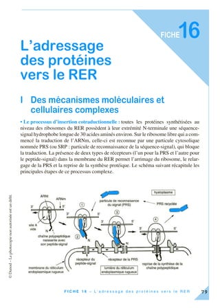 ©Dunod–Laphotocopienonautoriséeestundélit.
79F I C H E 1 6 – L ’ a d r e s s a g e d e s p r o t é i n e s v e r s l e R E R
FICHE16
L’adressage
des protéines
vers le RER
I Des mécanismes moléculaires et
cellulaires complexes
• Le processus d’insertion cotraductionnelle : toutes les protéines synthétisées au
niveau des ribosomes du RER possèdent à leur extrémité N-terminale une séquence-
signal hydrophobe longue de 30 acides aminés environ. Sur le ribosome libre qui a com-
mencé la traduction de l’ARNm, celle-ci est reconnue par une particule cytosolique
nommée PRS (ou SRP : particule de reconnaissance de la séquence-signal), qui bloque
la traduction. La présence de deux types de récepteurs (l’un pour la PRS et l’autre pour
le peptide-signal) dans la membrane du RER permet l’arrimage du ribosome, le relar-
gage de la PRS et la reprise de la synthèse protéique. Le schéma suivant récapitule les
principales étapes de ce processus complexe.
 