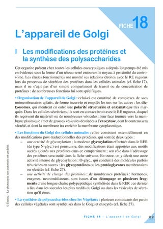 ©Dunod–Laphotocopienonautoriséeestundélit.
89F I C H E 1 8 – L ’ a p p a r e i l d e G o l g i
FICHE18
L’appareil de Golgi
I Les modifications des protéines et
la synthèse des polysaccharides
Cet organite présent chez toutes les cellules eucaryotiques a depuis longtemps été mis
en évidence sous la forme d’un réseau serré entourant le noyau, à proximité du centro-
some. Les études fonctionnelles ont montré ses relations étroites avec le RE rugueux
lors du processus de sécrétion des protéines dans les cellules animales (cf. fiche 17),
mais il ne s’agit pas d’un simple compartiment de transit ou de concentration de
protéines : de nombreuses fonctions lui sont spécifiques.
• Organisation de l’appareil de Golgi : celui-ci est constitué de complexes de sacs
unimembranaires aplatis, de forme incurvée et empilés les uns sur les autres : les dic-
tyosomes, qui montrent en outre une polarité structurale et enzymatique très mar-
quée. Dans les cellules sécrétrices, ils sont en contact étroit avec le RE rugueux, duquel
ils reçoivent du matériel via de nombreuses vésicules ; leur face tournée vers la mem-
brane plasmique émet de grosses vésicules destinées à l’exocytose, dont le contenu sera
sécrété, et dont la membrane ira enrichir la membrane cytoplasmique.
• Les fonctions du Golgi des cellules animales : elles consistent essentiellement en
des modifications post-traductionnelles des protéines, qui sont de deux types :
– une activité de glycosylation ; la modeste glycosylation effectuée dans le RER
(de type N-glyc.) est poursuivie, des modifications étant apportées aux motifs
sucrés ajoutés aux protéines dans ce compartiment ; son rôle dans l’adressage
des protéines sera traité dans la fiche suivante. En outre, on y décrit une autre
activité intense de glycosylation : O-glyc., qui conduit à des molécules parfois
très riches en sucres : les glycoprotéines ou les protéoglycanes membranaires
ou sécrétés (cf. fiche 27).
– une activité de clivage des protéines ; de nombreuses protéines : hormones,
enzymes, neuromédiateurs, sont issues d’un découpage en plusieurs frag-
ments d’une longue chaîne polypeptidique synthétisée dans le RER ; ce dernier
a lieu dans les saccules les plus tardifs du Golgi ou dans les vésicules de sécré-
tion qu’il émet.
• La synthèse de polysaccharides chez les Végétaux : plusieurs constituants des parois
des cellules végétales sont synthétisés dans le Golgi et exocytés (cf. fiche 27).
 