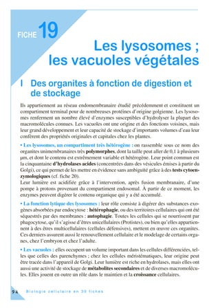 B i o l o g i e c e l l u l a i r e e n 3 0 f i c h e s
FICHE
94
19
Les lysosomes ;
les vacuoles végétales
I Des organites à fonction de digestion et
de stockage
Ils appartiennent au réseau endomembranaire étudié précédemment et constituent un
compartiment terminal pour de nombreuses protéines d’origine golgienne. Les lysoso-
mes renferment un nombre élevé d’enzymes susceptibles d’hydrolyser la plupart des
macromolécules connues. Les vacuoles ont une origine et des fonctions voisines, mais
leur grand développement et leur capacité de stockage d’importants volumes d’eau leur
confèrent des propriétés originales et capitales chez les plantes.
• Les lysosomes, un compartiment très hétérogène : on rassemble sous ce nom des
organites unimembranaires très polymorphes, dont la taille peut aller de 0,1 à plusieurs
µm, et dont le contenu est extrêmement variable et hétérogène. Leur point commun est
la cinquantaine d’hydrolases acides (concentrées dans des vésicules émises à partir du
Golgi), ce qui permet de les mettre en évidence sans ambiguïté grâce à des tests cytoen-
zymologiques (cf. fiche 20).
Leur lumière est acidifiée grâce à l’intervention, après fusion membranaire, d’une
pompe à protons provenant du compartiment endosomal. À partir de ce moment, les
enzymes peuvent digérer le contenu organique qui y a été accumulé.
• La fonction lytique des lysosomes : leur rôle consiste à digérer des substances exo-
gènes absorbées par endocytose : hétérophagie, ou des territoires cellulaires qui ont été
séquestrés par des membranes : autophagie. Toutes les cellules qui se nourrissent par
phagocytose, qu’il s’agisse d’êtres unicellulaires (Protistes), ou bien qu’elles appartien-
nent à des êtres multicellulaires (cellules défensives), mettent en œuvre ces organites.
Ces derniers assurent aussi le renouvellement cellulaire et le modelage de certains orga-
nes, chez l’embryon et chez l’adulte.
• Les vacuoles : elles occupent un volume important dans les cellules différenciées, tel-
les que celles des parenchymes ; chez les cellules méristématiques, leur origine peut
être tracée dans l’appareil de Golgi. Leur lumière est riche en hydrolases, mais elles ont
aussi une activité de stockage de métabolites secondaires et de diverses macromolécu-
les. Elles jouent en outre un rôle dans le maintien et la croissance cellulaires.
 