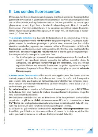 ©Dunod–Laphotocopienonautoriséeestundélit.
F I C H E 1 9 – L e s l y s o s o m e s ; l e s v a c u o l e s v é g é t a l e s
19
95
II Les sondes fluorescentes
Depuis peu, les Biologistes disposent d’un grand nombre de composés fluorescents leur
permettant de visualiser et quantifier non seulement des activités enzymatiques au sein
des cellules vivantes, mais également de détecter des ions particuliers au sein du cyto-
plasme ou de mesurer le pH dans la lumière de tel ou tel organite. Grâce à ces sondes
fluorescentes d’activités métaboliques, il est désormais possible de suivre des phéno-
mènes physiologiques parfois très rapides, et en temps réel, au microscope à fluores-
cence (cf. fiches 4 et 8).
• Un exemple historique : le diacétate de fluorescéine est un composé de ce type uti-
lisé depuis longtemps comme test de viabilité des grains de pollen. Ce composé hydro-
phobe traverse la membrane plasmique et pénètre donc aisément dans les cellules
vivantes ; au sein du cytoplasme, des estérases variées le décomposent et en libèrent la
fluorescéine, qui fluoresce en vert. Cette dernière est hydrophile et ne peut franchir les
membranes, de sorte que la grande vacuole centrale d’une des cellules du grain de pol-
len n’est pas colorée alors que le cytoplasme l’est.
– Sur le même principe, on connaît d’autres molécules permettant de visualiser de
manière très spécifique certains organites des cellules animales. Ainsi, la
cathepsine, une protéase caractéristique des lysosomes, clive un substrat
organique libérant une molécule fluorescente, ce qui fait apparaître ces organi-
tes comme des points brillants. Dans ces deux exemples, on parle de substrats
fluorogéniques.
• Autres sondes fluorescentes : elles ont été développées pour fonctionner dans un
contexte physicochimique bien particulier, ce qui permet de repérer soit les organites
dans lesquels celui-ci est réalisé en permanence, soit d’identifier des conditions transi-
toires pendant lesquelles tel ou tel territoire cellulaire le réalise, sous l’action d’un sti-
mulus externe, par exemple.
Les mitochondries accumulent spécifiquement des composés tels que le DASPMI ou
la rhodamine 123, sous l’action du gradient transmembranaire de protons, ce qui les
rend intensément fluorescentes.
Des indicateurs sensibles aux ions ne fluorescent qu’en leur présence, et de manière
quantitative ; le pH intracellulaire (concentration en H+), ou la concentration en ions
Ca2+ libres, très impliqués dans divers phénomènes de signalisation (cf. fiche 28) peu-
vent être mesurés, et leurs variations suivies seconde après seconde.
La difficulté est que certains de ces indicateurs ne peuvent rentrer spontanément dans
les cellules par diffusion, et bien souvent il est nécessaire de les injecter, de les faire
entrer par électroporation ou en utilisant des liposomes (cf. fiche 26).
 