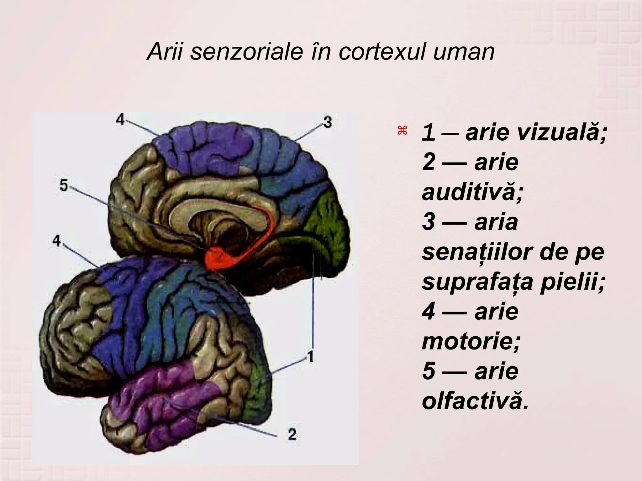 Biologie cl.11 Analizator_auditiv_si_vestibular.pptx