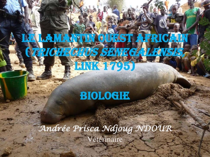 La Biologie Du Lamantin Ouest Africain La Biologie Du Lamantin Ouest Africain