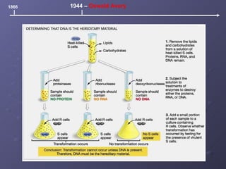 1866 1944 –  Oswald Avery 