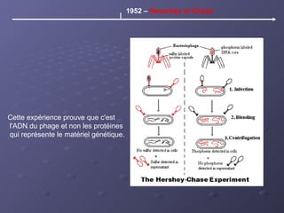 1952 –  Herschey et Chase Cette expérience prouve que c'est l'ADN du phage et non les protéines qui représente le matériel génétique.  