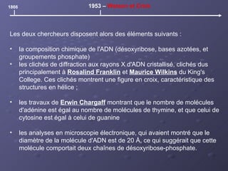 Les deux chercheurs disposent alors des éléments suivants :  la composition chimique de l'ADN (désoxyribose, bases azotées, et groupements phosphate) les clichés de diffraction aux rayons X d'ADN cristallisé, clichés dus principalement à  Rosalind Franklin   et  Maurice Wilkins  du King's College. Ces clichés montrent une figure en croix, caractéristique des structures en hélice ;  les travaux de  Erwin Chargaff  montrant que le nombre de molécules d'adénine est égal au nombre de molécules de thymine, et que celui de cytosine est égal à celui de guanine les analyses en microscopie électronique, qui avaient montré que le diamètre de la molécule d'ADN est de 20 Å, ce qui suggérait que cette molécule comportait deux chaînes de désoxyribose-phosphate.  1866 1953 –  Watson et Crick 