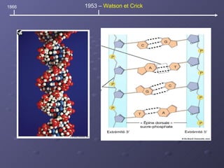 1866 1953 –  Watson et Crick 
