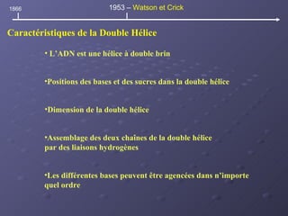 Caractéristiques de la Double Hélice L’ADN est une hélice à double brin Positions des bases et des sucres dans la double hélice Dimension de la double hélice Assemblage des deux chaînes de la double hélice  par des liaisons hydrogènes Les différentes bases peuvent être agencées dans n’importe  quel ordre 1866 1953 –  Watson et Crick 