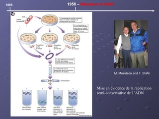 1866 1958 –  Meselson et Stahl M. Meselson and F. Stahl   Mise en évidence de la réplication semi-conservative de l ’ADN 