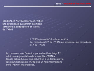 L ’ARN est constitué de 4 bases azotées Les proportions U/A de l ’ARN sont semblables aux proportions  T/ A de l ’ADN VOLKIN et ASTRACHAN ont réalisé  une expérience qui permet de mieux connaître la composition et le rôle de l ’ARN Ils constatent que l'infection par un bactériophage T2 induit une augmentation de la quantité d'ARNm  dans la cellule hôte et que cet ARNm a un temps de vie très court.Conclusion: l'ARN joue un rôle intermédiaire  entre l'ADN et les protéines. 1956 –  VOLKIN et ASTRACHAN 