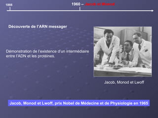 1866 1960 –  Jacob et Monod Découverte de l’ARN messager Jacob, Monod et Lwoff, prix Nobel de Médecine et de Physiologie en 1965 Jacob, Monod et Lwoff Démonstration de l’existence d’un intermédiaire entre l’ADN et les protéines. 