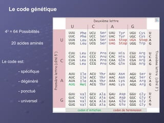 Le code génétique 4 3  = 64 Possibilités 20 acides aminés Le code est: - spécifique - dégénéré - ponctué - universel 