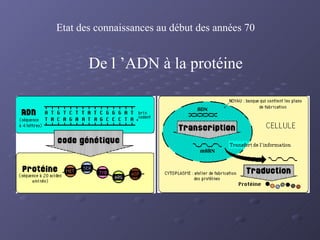 De l ’ADN à la protéine Etat des connaissances au début des années 70 