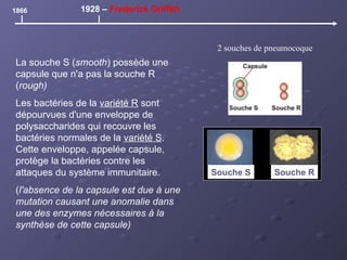 La souche S ( smooth ) possède une capsule que n'a pas la souche R ( rough) Les bactéries de la  variété R  sont dépourvues d'une enveloppe de polysaccharides qui recouvre les bactéries normales de la  variété S . Cette enveloppe, appelée capsule, protège la bactéries contre les attaques du système immunitaire.  ( l'absence de la capsule est due à une mutation causant une anomalie dans une des enzymes nécessaires à la synthèse de cette capsule) 1866 1928 –  Frederick Griffith Souche S Souche R 2 souches de pneumocoque 