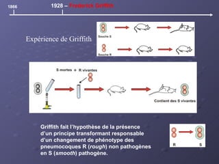 1866 1928 –  Frederick Griffith Griffith fait l’hypothèse de la présence d’un principe transformant responsable d’un changement de phénotype des pneumocoques R ( rough ) non pathogènes en S ( smooth ) pathogène. Expérience de Griffith 