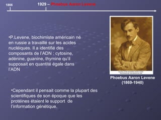 Phoebus Aaron Levene (1869-1940) 1866 1929 –  Phoebus Aaron Levene P.Levene, biochimiste américain né en russie a travaillé sur les acides nucléiques. Il a identifié des composants de l’ADN : cytosine, adénine, guanine, thymine qu’il supposait en quantité égale dans l’ADN Cependant il pensait comme la plupart des scientifiques de son époque que les protéines étaient le support  de l’information génétique.   