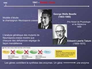 1866 1941 –  Beadle Tatum George Wells Beadle (1903-1989)   Edward Lawrie Tatum (1909-1975) Les gènes contrôlent la synthèse des enzymes. Un gène  une enzyme Prix Nobel de Physiologie  et de Médecine 1958 Modèle d’étude:  le champignon  Neurospora crassa   L'analyse génétique des mutants de Neurospora crassa montre que chacune des déficiences ségrége de façon mendélienne  