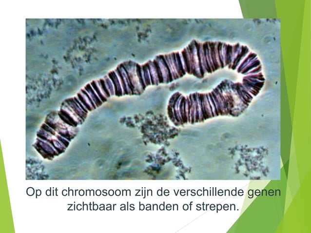 Biologie_powerpoint_Chromosomen_en_genen_[biologieweb] (1).pptx ...