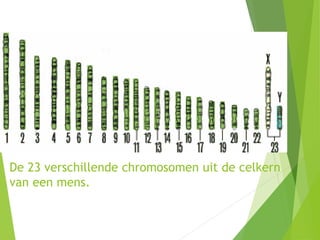 Biologie_powerpoint_Chromosomen_en_genen_[biologieweb] (1).pptx