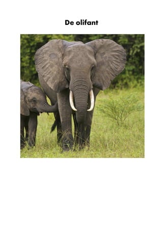 De olifant
 