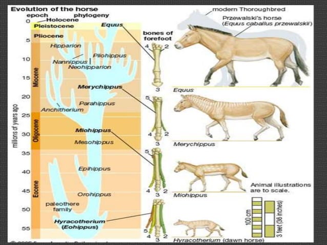 Biologi evolusi | PPTX
