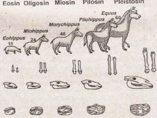 Contoh Evolusi Biologis - Contoh Akar