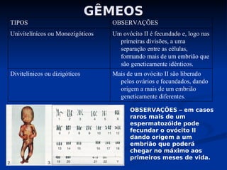 GÊMEOS
GÊMEOS
Mais de um ovócito II são liberado
pelos ovários e fecundados, dando
origem a mais de um embrião
geneticamente diferentes.
Divitelínicos ou dizigóticos
Um ovócito II é fecundado e, logo nas
primeiras divisões, a uma
separação entre as células,
formando mais de um embrião que
são geneticamente idênticos.
Univitelínicos ou Monozigóticos
OBSERVAÇÕES
TIPOS
OBSERVAÇÕES – em casos
raros mais de um
espermatozóide pode
fecundar o ovócito II
dando origem a um
embrião que poderá
chegar no máximo aos
primeiros meses de vida.
 