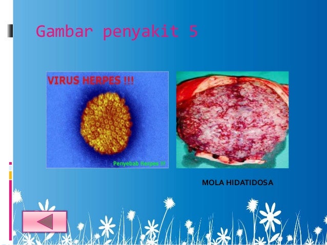 Biologi fertilisasi & perkembangan embrio(ppt1) copy
