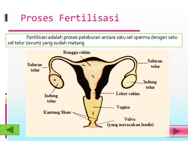 Fertilisasi Dan Perkembangan  Embrio  Manusia