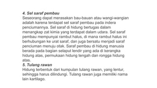 4. Sel saraf pembau
Seseorang dapat merasakan bau-bauan atau wangi-wangian
adalah karena terdapat sel saraf pembau pada indera
penciumannya. Sel saraf di hidung bertugas dalam
menangkap zat kimia yang terdapat dalam udara. Sel saraf
pembau mempunyai rambut halus, di mana rambut halus ini
berhubungan ke urat saraf, dan juga bersatu menjadi saraf
penciuman menuju otak. Saraf pembau di hidung manusia
berada pada bagian selaput lendir yang ada di kerangka
hidung atas, permukaan hidung tengah dan rongga hidung
atas.
5. Tulang rawan
Hidung terbentuk dari kumpulan tulang rawan, yang lentur,
sehingga harus dilindungi. Tulang rawan juga memiliki nama
lain kartilago.
 