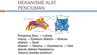 MEKANISME ALAT
PENCIUMAN
Rangsang (bau) → Lubang
hidung → Epitelium olfaktori → Mukosa
olfaktori → Saraf
olfaktori → Talamus → Hipotalamus → Otak
daerah olfaktori Hipotalamus
Talamus (korteks serebrum
 