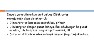 Impuls yang dijalarkan dari bulbus Olfaktorius
menuju otak akan diolah untuk :
Diinterpretasikan pada daerah bau primer
Dihubungkan dengan pusat lainnya. Ex: dihubungan ke pusat
muntah, dihubungkan dengan hipothalamus, dll
Disimpan di korteks otak sebagai memori (ingatan) akan bau.
 