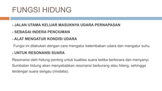 FUNGSI HIDUNG
- JALAN UTAMA KELUAR MASUKNYA UDARA PERNAPASAN
- SEBAGAI INDERA PENCIUMAN
- ALAT MENGATUR KONDISI UDARA
Fungsi ini dilakukan dengan cara mengatur kelembaban udara dan mengatur suhu.
- UNTUK RESONANSI SUARA
Resonansi oleh hidung penting untuk kualitas suara ketika berbicara dan menyanyi.
Sumbatan hidung akan menyebabkan resonansi berkurang atau hilang, sehingga
terdengar suara sengau (rinolalia).
 
