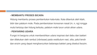 - MEMBANTU PROSES BICARA
Hidung membantu proses pembentukan kata-kata. Kata dibentuk oleh lidah,
bibir dan palatum mole. Pada pembentukan konsonan nasal (m, n, ng) rongga
mulut tertutup dan hidung terbuka, palatum mole turun untuk aliran udara.
- PENYARING UDARA
Fungsi ini berguna untuk membersihkan udara inspirasi dari debu dan bakteri
dan dilakukan oleh rambut (vibrissae) pada vestibulum nasi, silia, palut lendir
dan enzim yang dapat menghancurkan beberapa bakteri yang disebut lisozim.
 
